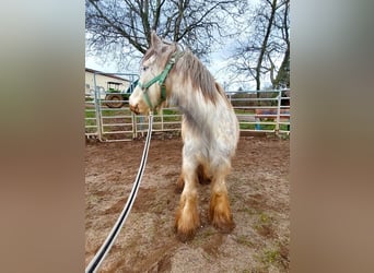 Cob Irlandese / Tinker / Gypsy Vanner, Giumenta, 5 Anni, 140 cm, Pezzato