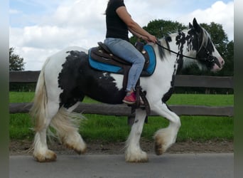 Cob Irlandese / Tinker / Gypsy Vanner, Giumenta, 5 Anni, 143 cm, Pezzato