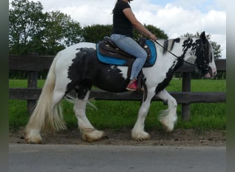 Cob Irlandese / Tinker / Gypsy Vanner, Giumenta, 5 Anni, 143 cm, Pezzato