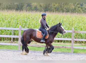 Cob Irlandese / Tinker / Gypsy Vanner, Giumenta, 5 Anni, 144 cm, Baio