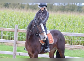 Cob Irlandese / Tinker / Gypsy Vanner, Giumenta, 5 Anni, 144 cm, Baio