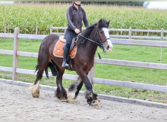 Cob Irlandese / Tinker / Gypsy Vanner, Giumenta, 5 Anni, 144 cm, Baio