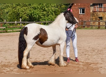 Cob Irlandese / Tinker / Gypsy Vanner, Giumenta, 5 Anni, 144 cm, Pezzato