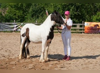 Cob Irlandese / Tinker / Gypsy Vanner, Giumenta, 5 Anni, 144 cm, Pezzato