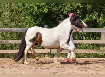 Cob Irlandese / Tinker / Gypsy Vanner, Giumenta, 5 Anni, 144 cm, Pezzato