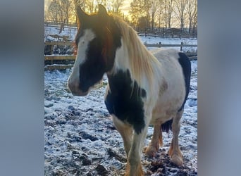 Cob Irlandese / Tinker / Gypsy Vanner, Giumenta, 5 Anni, 144 cm, Pezzato