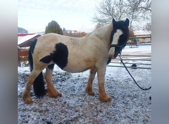 Cob Irlandese / Tinker / Gypsy Vanner, Giumenta, 5 Anni, 144 cm, Pezzato