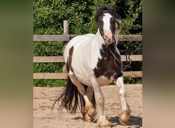 Cob Irlandese / Tinker / Gypsy Vanner, Giumenta, 5 Anni, 144 cm, Pezzato