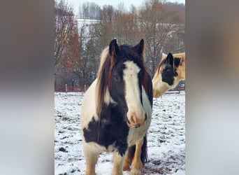 Cob Irlandese / Tinker / Gypsy Vanner, Giumenta, 5 Anni, 144 cm, Pezzato