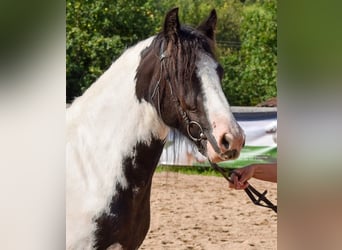 Cob Irlandese / Tinker / Gypsy Vanner, Giumenta, 5 Anni, 144 cm, Pezzato