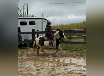 Cob Irlandese / Tinker / Gypsy Vanner, Giumenta, 5 Anni, 145 cm, Pezzato