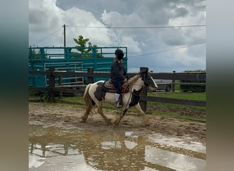 Cob Irlandese / Tinker / Gypsy Vanner, Giumenta, 5 Anni, 145 cm, Pezzato