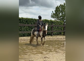 Cob Irlandese / Tinker / Gypsy Vanner, Giumenta, 5 Anni, 145 cm, Pezzato