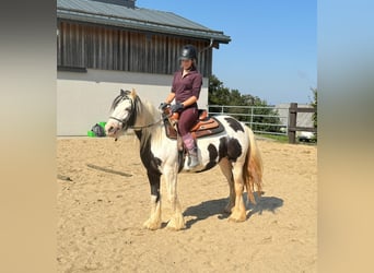 Cob Irlandese / Tinker / Gypsy Vanner, Giumenta, 5 Anni, 145 cm, Pezzato