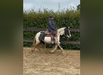 Cob Irlandese / Tinker / Gypsy Vanner, Giumenta, 5 Anni, 145 cm, Pezzato