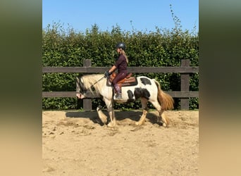 Cob Irlandese / Tinker / Gypsy Vanner, Giumenta, 5 Anni, 145 cm, Pezzato