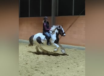 Cob Irlandese / Tinker / Gypsy Vanner, Giumenta, 5 Anni, 145 cm, Pezzato