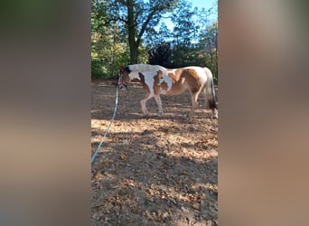 Cob Irlandese / Tinker / Gypsy Vanner Mix, Giumenta, 5 Anni, 145 cm, Pezzato