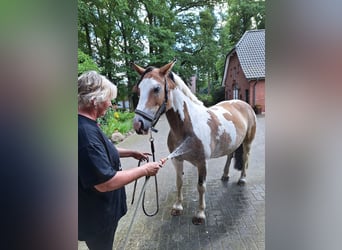 Cob Irlandese / Tinker / Gypsy Vanner Mix, Giumenta, 5 Anni, 145 cm, Pezzato