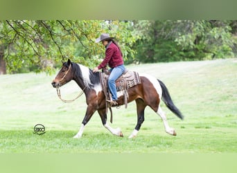 Cob Irlandese / Tinker / Gypsy Vanner Mix, Giumenta, 5 Anni, 150 cm, Baio ciliegia