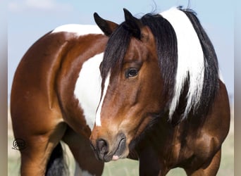 Cob Irlandese / Tinker / Gypsy Vanner Mix, Giumenta, 5 Anni, 150 cm, Baio ciliegia