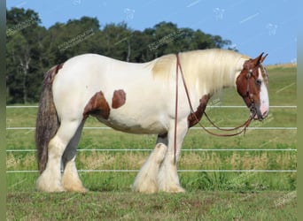 Cob Irlandese / Tinker / Gypsy Vanner, Giumenta, 5 Anni, 150 cm, Pezzato