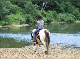 Cob Irlandese / Tinker / Gypsy Vanner, Giumenta, 5 Anni, 150 cm, Pezzato