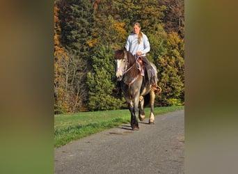 Cob Irlandese / Tinker / Gypsy Vanner, Giumenta, 5 Anni, 152 cm, Pelle di daino