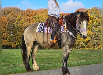 Cob Irlandese / Tinker / Gypsy Vanner, Giumenta, 5 Anni, 152 cm, Pelle di daino