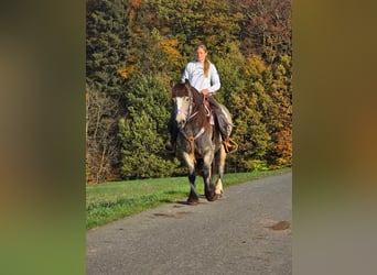 Cob Irlandese / Tinker / Gypsy Vanner, Giumenta, 5 Anni, 152 cm, Pelle di daino