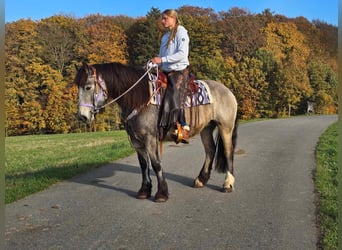 Cob Irlandese / Tinker / Gypsy Vanner, Giumenta, 5 Anni, 152 cm, Pelle di daino