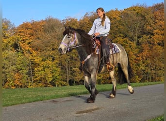 Cob Irlandese / Tinker / Gypsy Vanner, Giumenta, 5 Anni, 152 cm, Pelle di daino