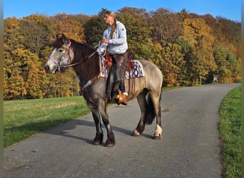 Cob Irlandese / Tinker / Gypsy Vanner, Giumenta, 5 Anni, 152 cm, Pelle di daino