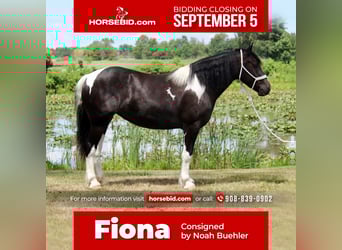 Cob Irlandese / Tinker / Gypsy Vanner Mix, Giumenta, 5 Anni, 155 cm
