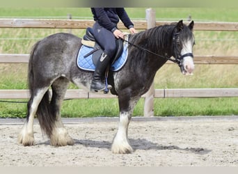 Cob Irlandese / Tinker / Gypsy Vanner, Giumenta, 6 Anni, 126 cm, Overo-tutti i colori