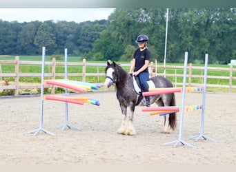 Cob Irlandese / Tinker / Gypsy Vanner, Giumenta, 6 Anni, 126 cm, Overo-tutti i colori