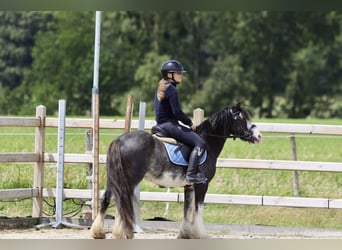 Cob Irlandese / Tinker / Gypsy Vanner, Giumenta, 6 Anni, 126 cm, Overo-tutti i colori