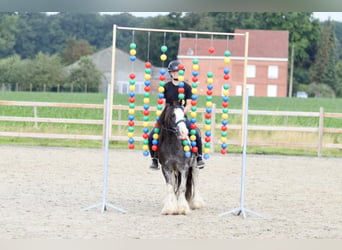 Cob Irlandese / Tinker / Gypsy Vanner, Giumenta, 6 Anni, 126 cm, Overo-tutti i colori