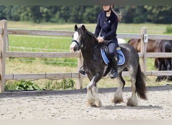 Cob Irlandese / Tinker / Gypsy Vanner, Giumenta, 6 Anni, 126 cm, Overo-tutti i colori