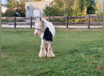 Cob Irlandese / Tinker / Gypsy Vanner, Giumenta, 6 Anni, 127 cm, Pezzato