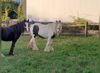 Cob Irlandese / Tinker / Gypsy Vanner, Giumenta, 6 Anni, 127 cm, Pezzato