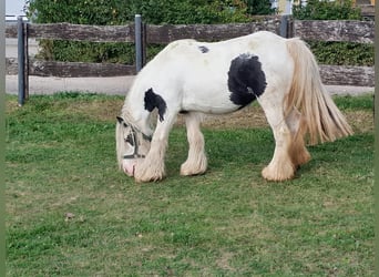 Cob Irlandese / Tinker / Gypsy Vanner, Giumenta, 6 Anni, 127 cm, Pezzato