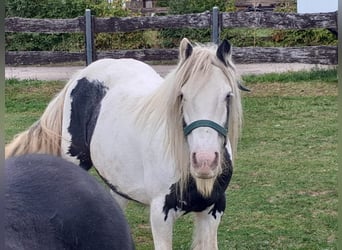 Cob Irlandese / Tinker / Gypsy Vanner, Giumenta, 6 Anni, 127 cm, Pezzato