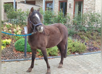 Cob Irlandese / Tinker / Gypsy Vanner Mix, Giumenta, 6 Anni, 128 cm, Sauro scuro