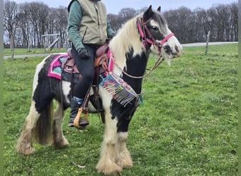 Cob Irlandese / Tinker / Gypsy Vanner, Giumenta, 6 Anni, 130 cm, Pezzato