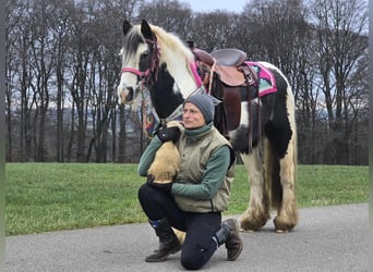 Cob Irlandese / Tinker / Gypsy Vanner, Giumenta, 6 Anni, 130 cm, Pezzato