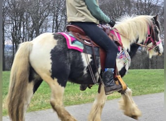 Cob Irlandese / Tinker / Gypsy Vanner, Giumenta, 6 Anni, 130 cm, Pezzato