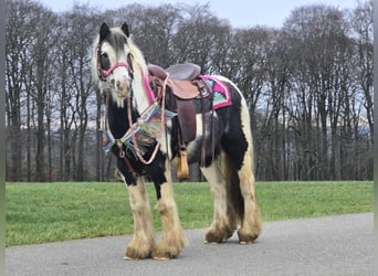 Cob Irlandese / Tinker / Gypsy Vanner, Giumenta, 6 Anni, 130 cm, Pezzato