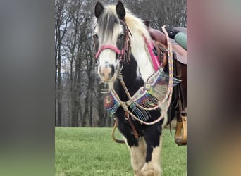 Cob Irlandese / Tinker / Gypsy Vanner, Giumenta, 6 Anni, 130 cm, Pezzato