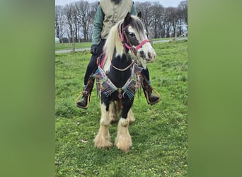 Cob Irlandese / Tinker / Gypsy Vanner, Giumenta, 6 Anni, 130 cm, Pezzato